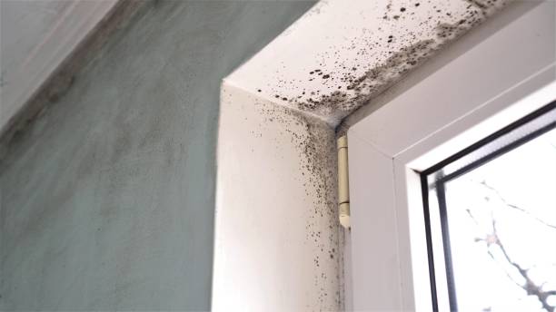 Best Industrial Mold Remediation in Munsons Corners, NY