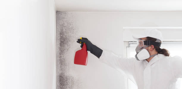 Best Mold Testing and Inspection Services in Munsons Corners, NY
