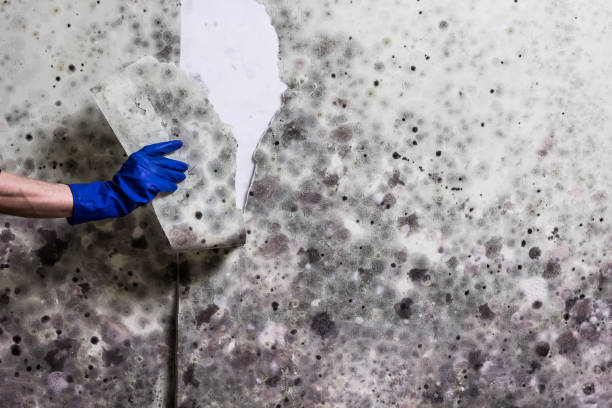 Best Insurance-Related Mold Remediation in Munsons Corners, NY