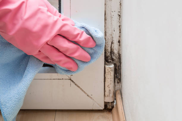 Best Attic Mold Remediation in Munsons Corners, NY