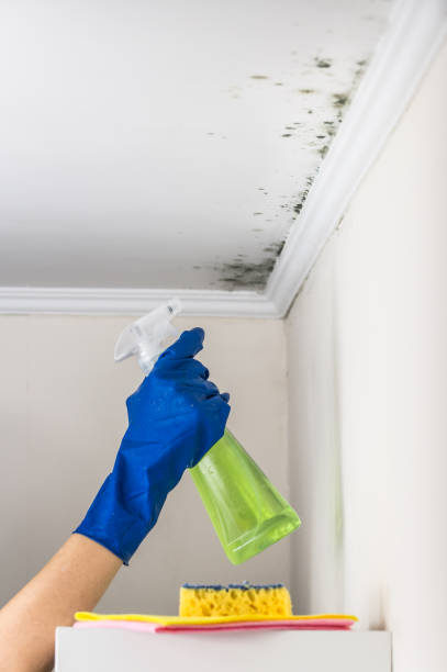 Best Basement Mold Remediation in Munsons Corners, NY